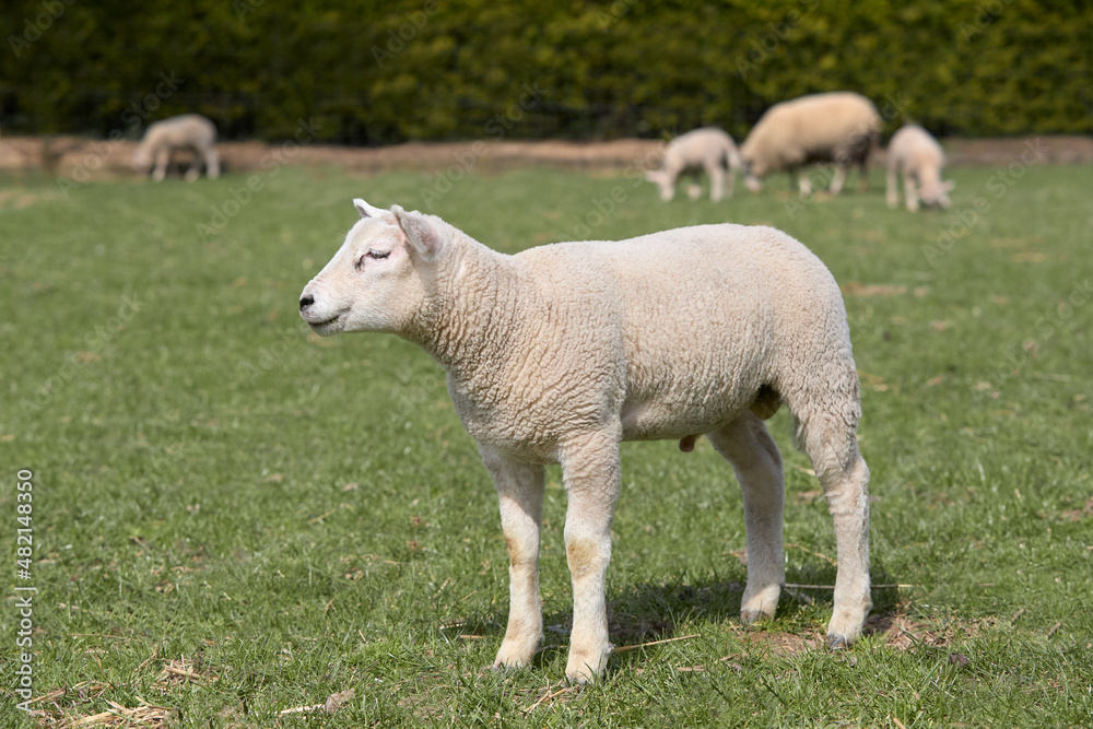 Group of white Flemish lambs in springtime Group of white Flemish lambs in springtime