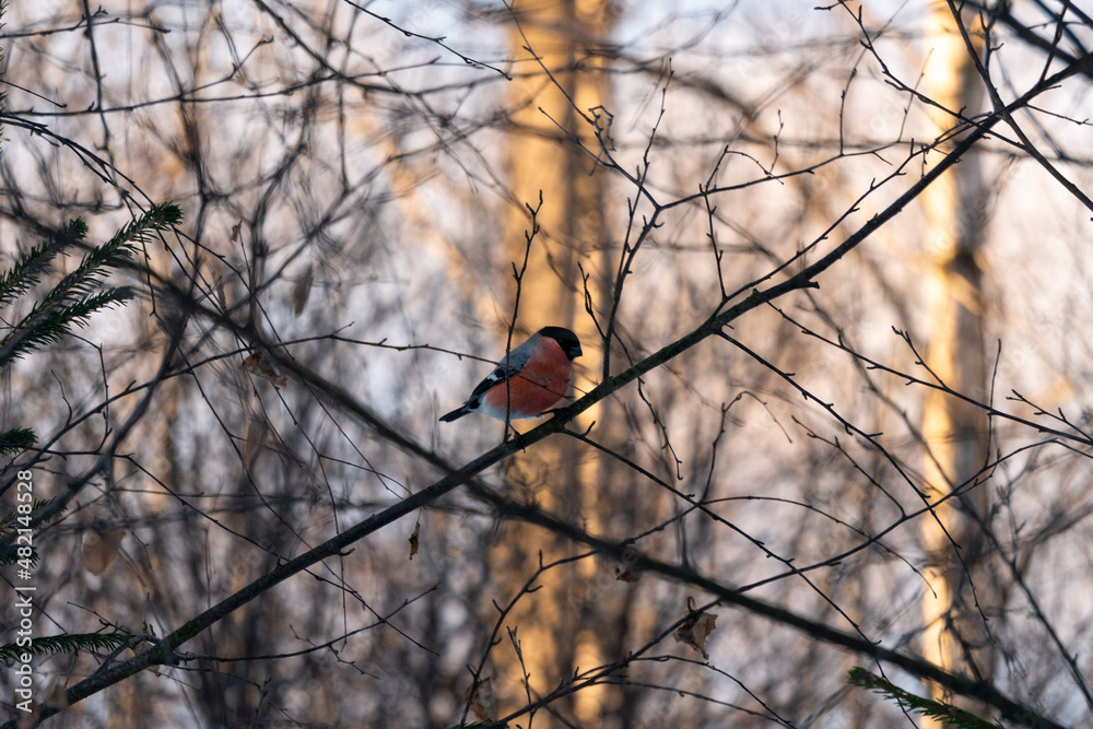 Eurasian bullfinch on a branch in winter