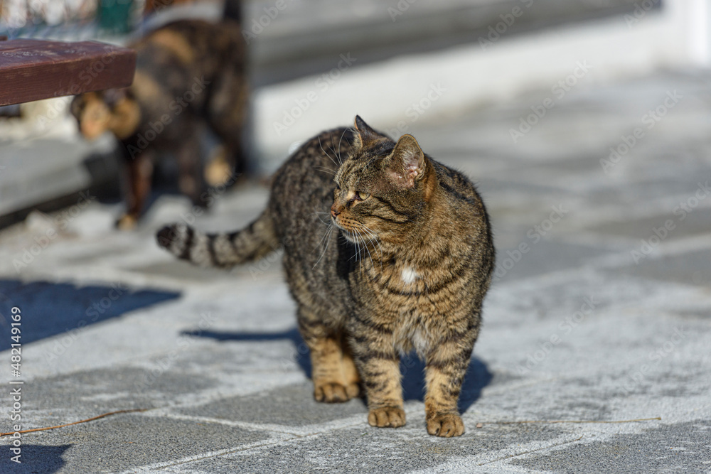 Naklejka premium Street cats of Istanbul city.