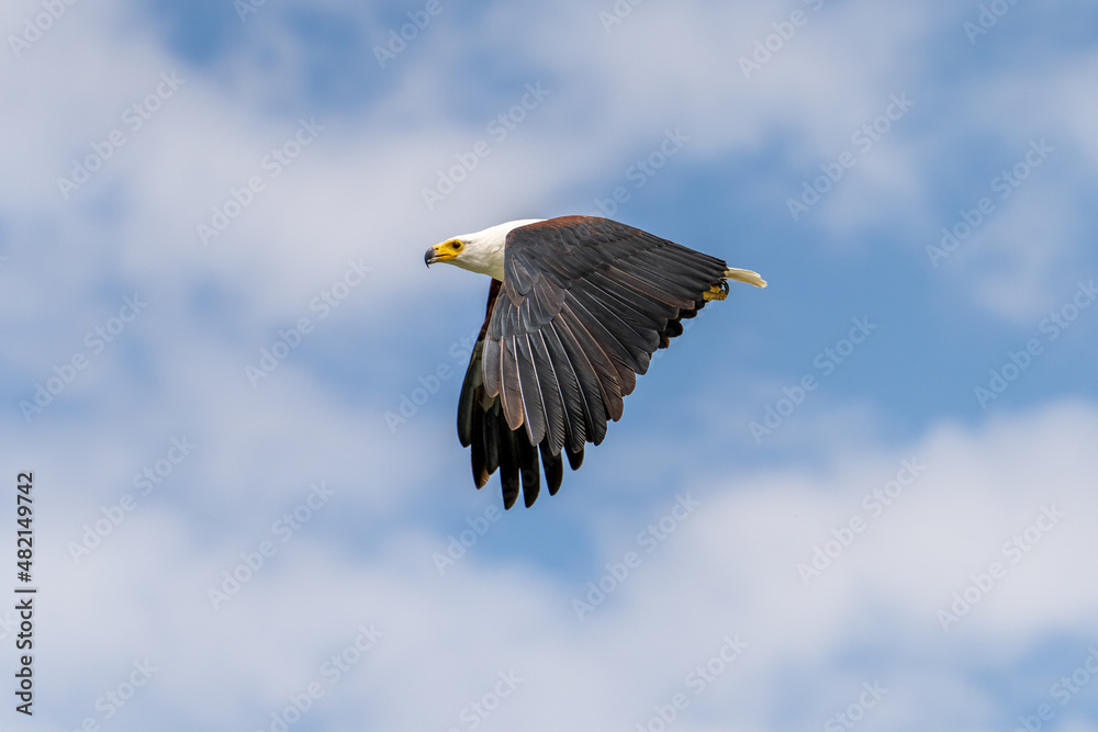 African Fish-eagle, Haliaeetus vocifer, brown bird with white head fly. Eagle flight above the lake water. Wildlife scene from African nature, Okavango delta, Botswana, Africa African Fish-eagle, Haliaeetus vocifer, brown bird with white head fly. Eagle flight above the lake water. Wildlife scene from African nature, Okavango delta, Botswana, Africa