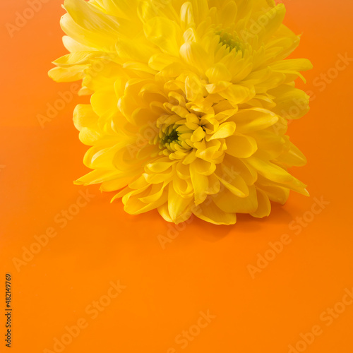 yellow chrysanthemums on an orange background. minimalistic concept of summer.