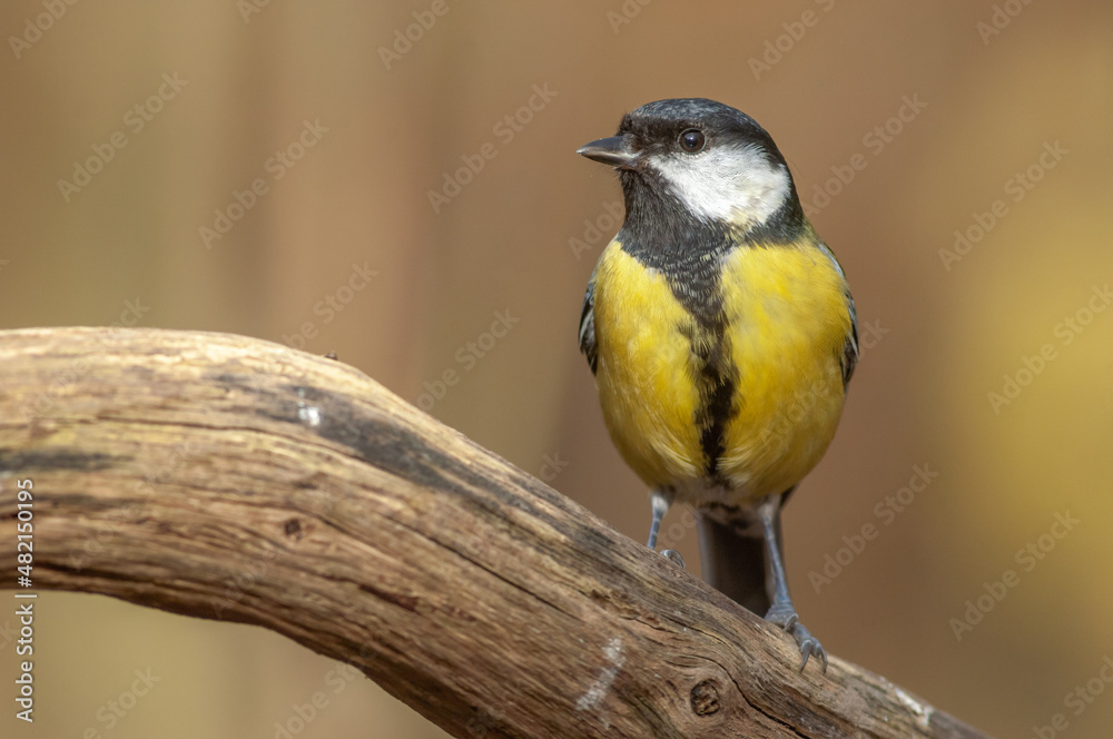 Fototapeta premium Great tit on a branch in the forest during winter.
