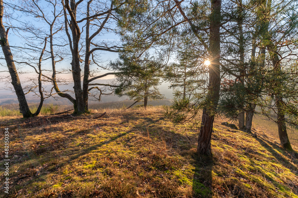 Fototapeta premium Sunbeams through the trees in a mountain forest.