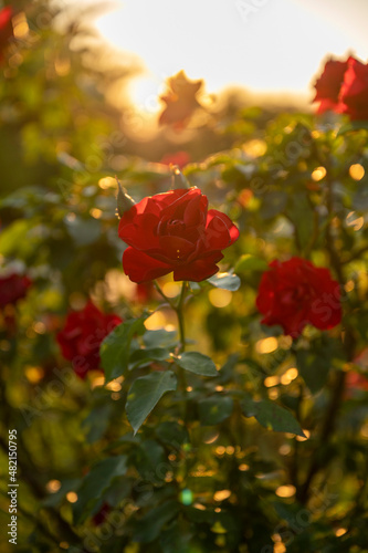 Rose at sunset