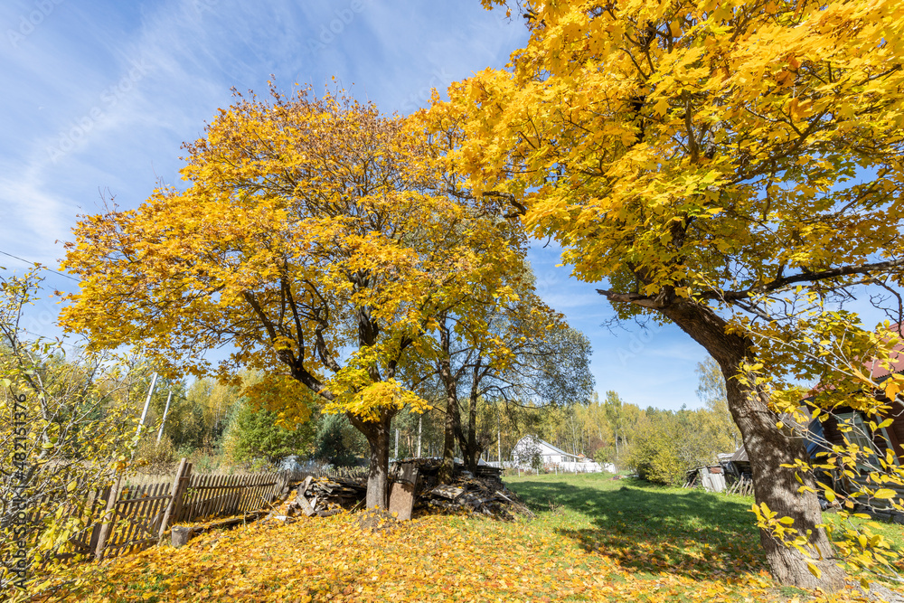 A large yellow tree near an old village house. Rural autumn landscape with an old maple tree. Bright yellow foliage on tree and ground. Sunny autumn day. Rural landscape with maples.
