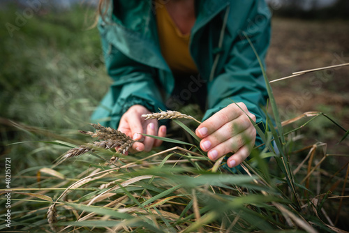 Woman farmer inspects ears of wheat in the field 