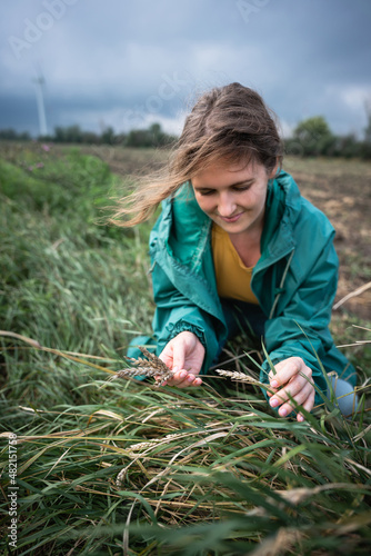 Woman farmer inspects ears of wheat in the field 