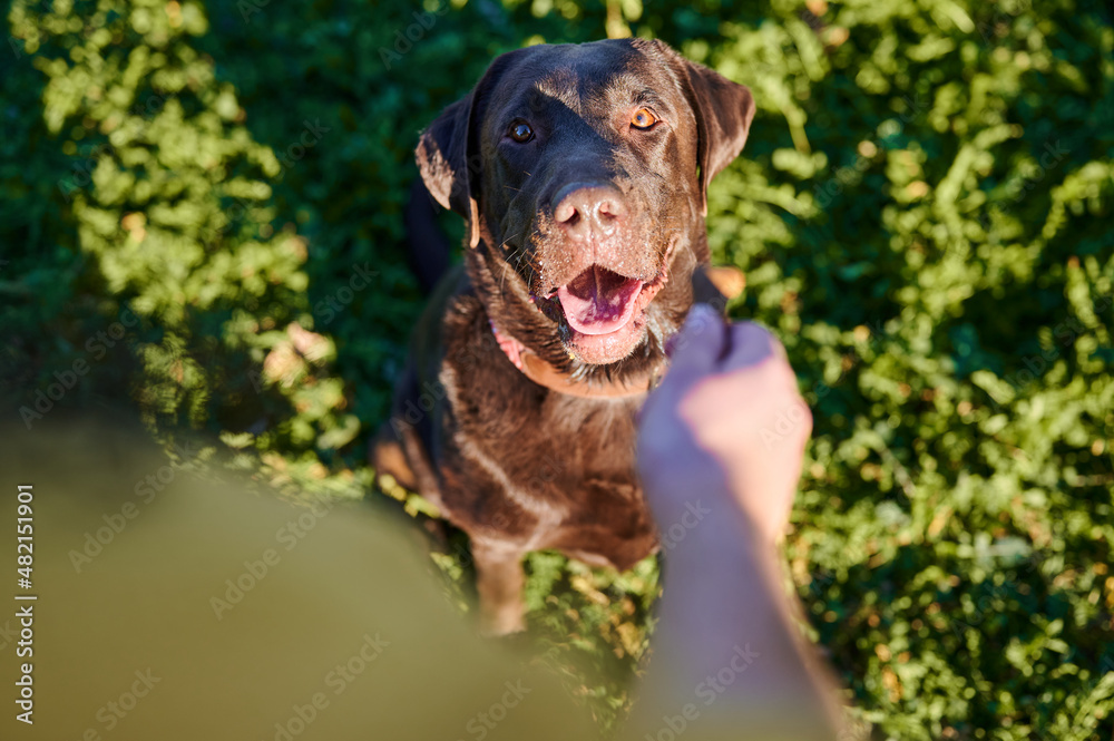 From above of adorable obedient Chocolate Labrador Retriever looking at camera waiting for his treat while sitting on grassy lawn on sunny summer day