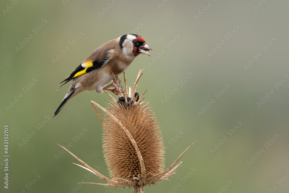 Obraz premium jilguero europeos posado en un cardo silvestre (carduelis carduelis) 