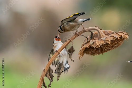 jilgueros europeos peleando en un pampano de girasol  (carduelis carduelis)  