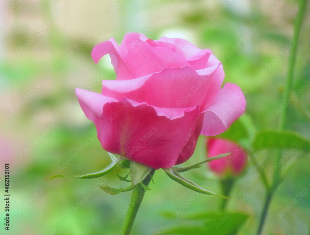 Pink Rose flower blooming in spring flower garden Pink Rose flower blooming in spring flower garden