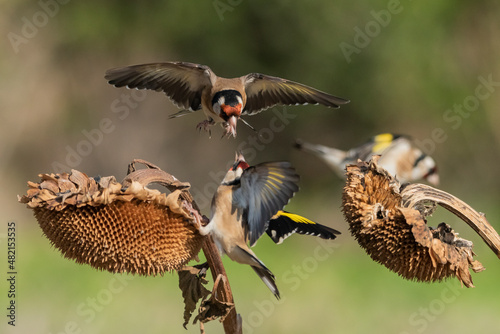 jilgueros europeos peleando en un pampano de girasol  (carduelis carduelis)   © JOSE ANTONIO