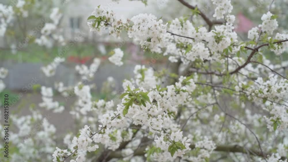 Blossoming cherry tree branches with white flowers sway in the wind Blossoming cherry tree branches with white flowers sway in the wind