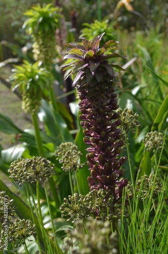 Blooming pineapple lily, scientific name Eucomis comosa