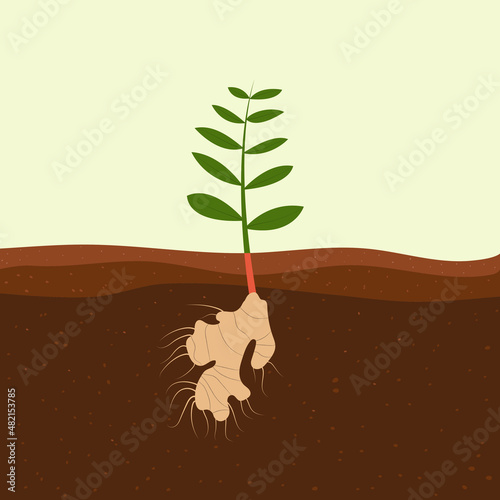 Ginger plant compost growing in soil. Leaves grown up
