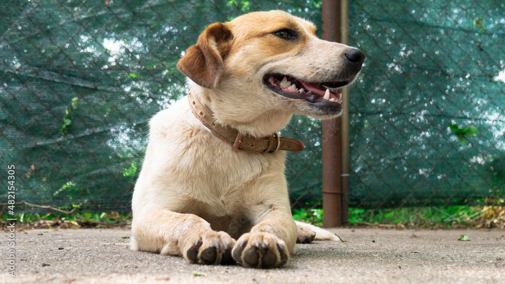 Shelter for stray dogs. Pet waiting for home. Shelter for stray dogs. Pet waiting for home.