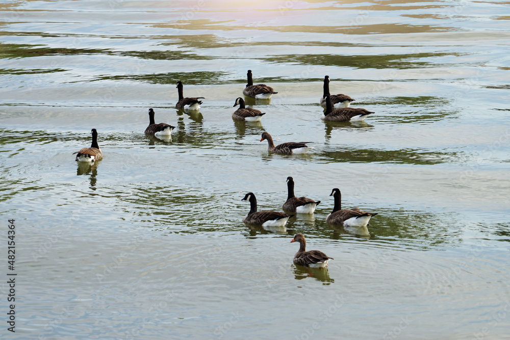 Naklejka premium ducks on the beach
