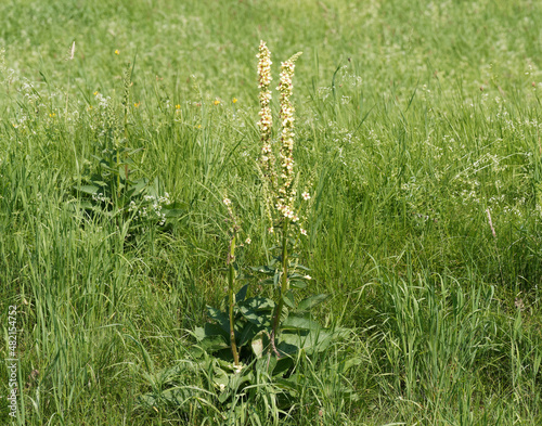 Verbascum nigrum - Dark or tall mullein with clumps of dark green hairy leaves under one or many tall stems of yellow flowers with purple stamens blooming in summer on grassy place photo