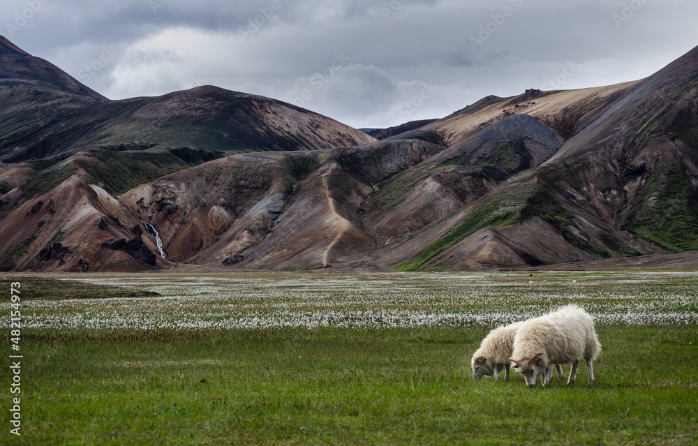 Obraz premium Landmannalaugar (Iceland)
