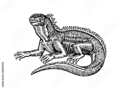 Marine iguana, exotic reptile, engraving. Vector illustration with lines in black ink isolated on a white background in a hand drawn style.