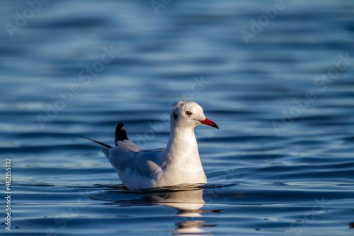 Slender-billed gull (Chroicocephalus genei) swims in the water of the Albufera lake in Valencia (Spain)