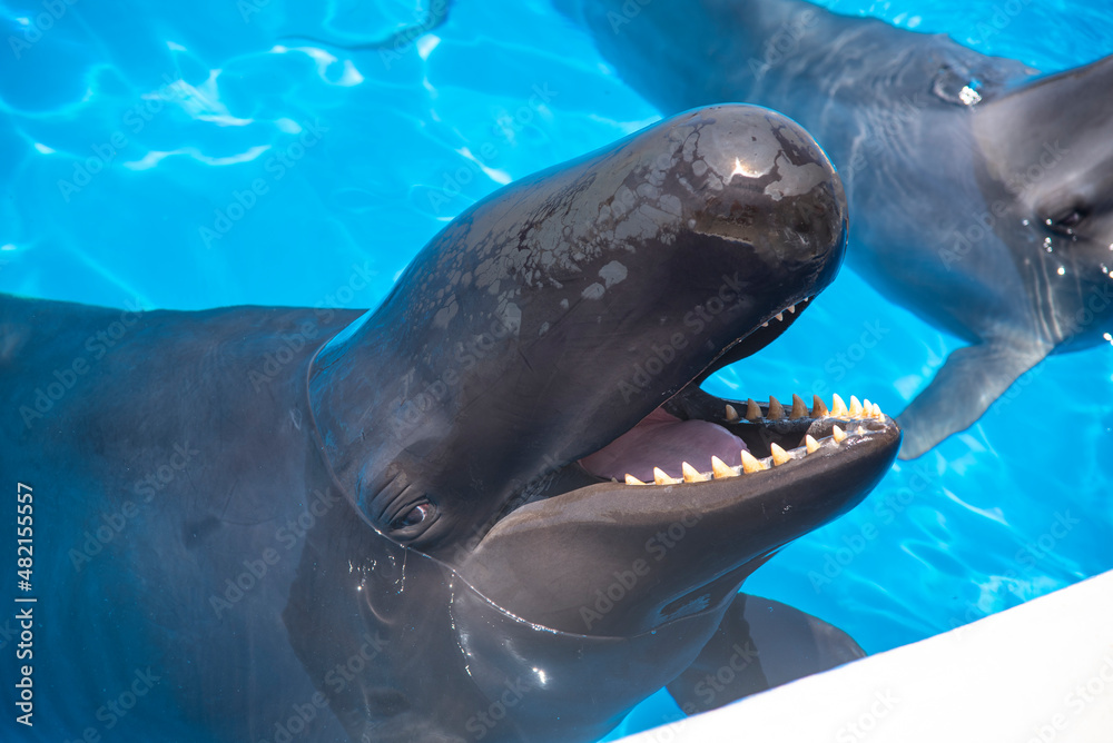 Obraz premium Dolphins swimming in blue water in aquarium