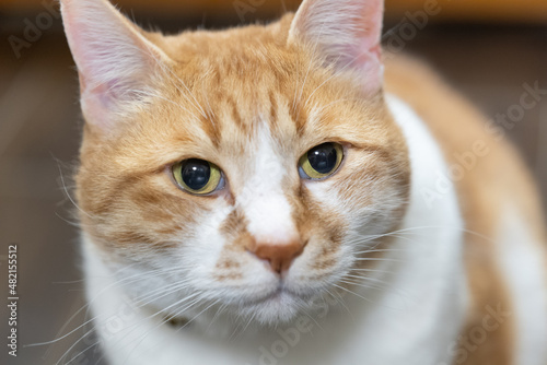 茶とらの家猫のクローズアップ