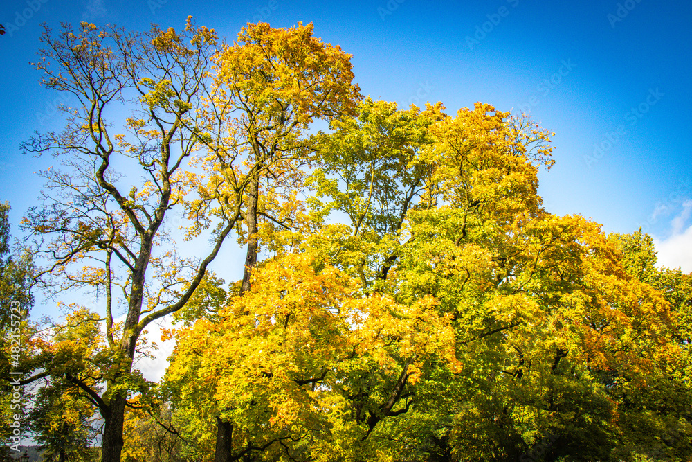 Fototapeta premium autumn in the park, cesis, gauja national park, latvia, baltic countries, baltics, europe
