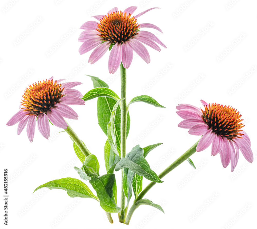 Blooming coneflower heads or echinacea flower isolated on white background close-up. Blooming coneflower heads or echinacea flower isolated on white background close-up.