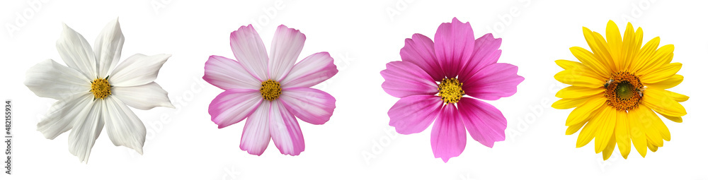 Isolated cosmos flower and sunflower with clipping paths. Isolated cosmos flower and sunflower with clipping paths.