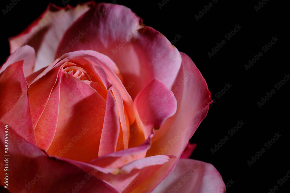beautiful red rose on black background, rose petals, dark photography, rose bud beautiful red rose on black background, rose petals, dark photography, rose bud