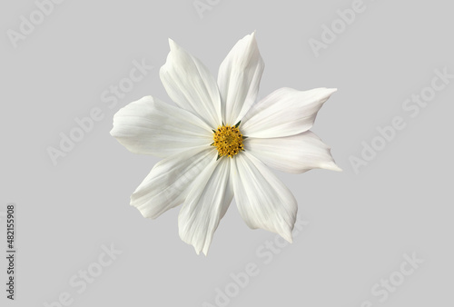 Isolated white cosmos flower with clipping paths.