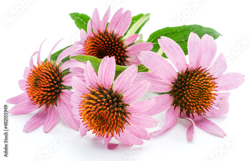 Blooming coneflower heads or echinacea flower isolated on white background close-up.