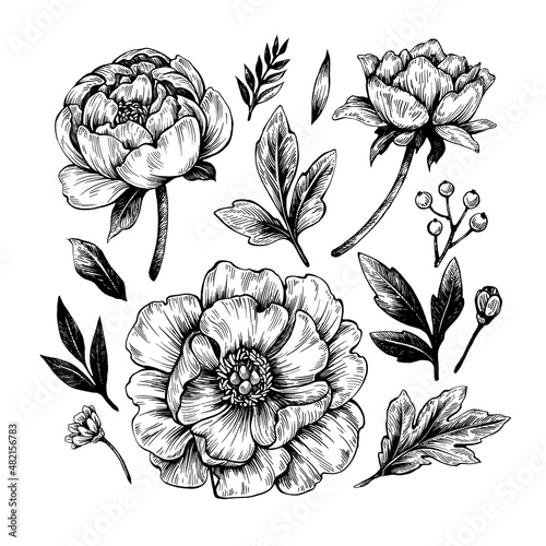 Graphic floral elements. Hand drawn ink and feather drawing.