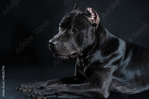 Portrait of black American Pitbull Terrier dog, lying down at dark background, looking calm and confident. Beautiful pet with old-fashioned ears cut. Copy space.