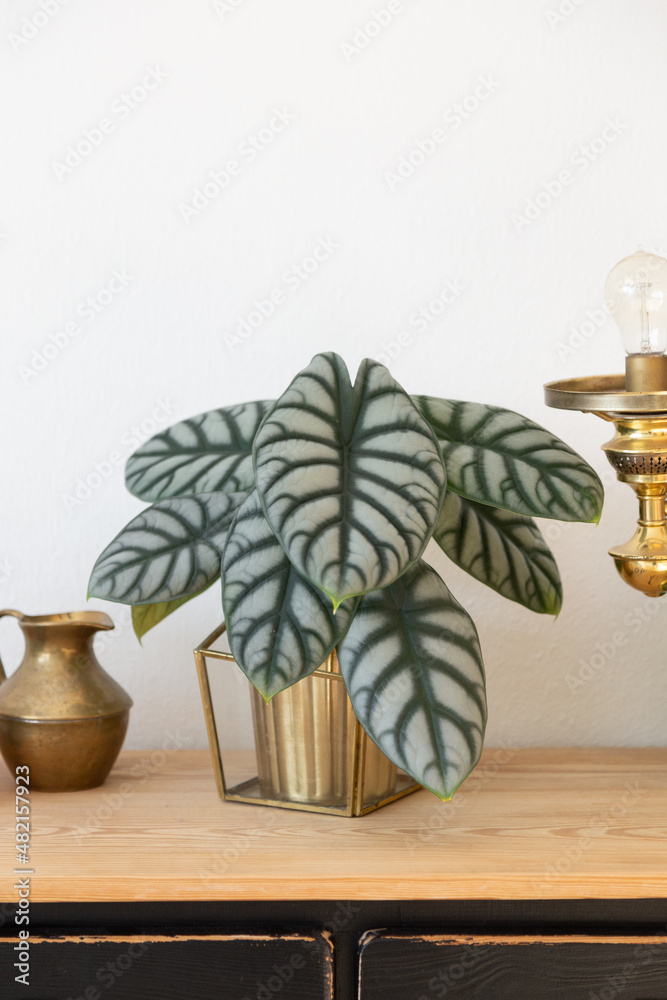Alocasia Silver Dragon with 8 lush leaves in golden plant pot on vintage sideboard with wooden panel and black drawers against white background. Golden vintage decorative objects and glass jar. Alocasia Silver Dragon with 8 lush leaves in golden plant pot on vintage sideboard with wooden panel and black drawers against white background. Golden vintage decorative objects and glass jar.