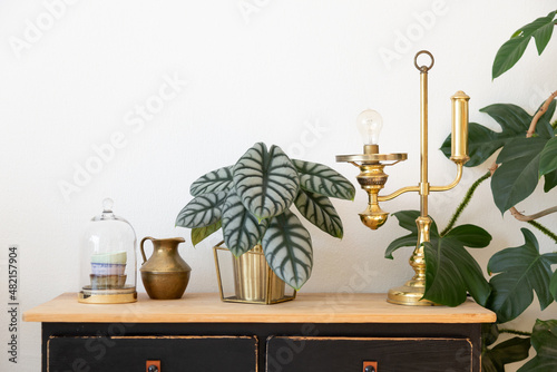 Alocasia Silver Dragon in golden plant pot on vintage sideboard with wooden panel and black drawers against white background. Golden vintage decoration and glass jar and a Philodendron Squamiferum.
