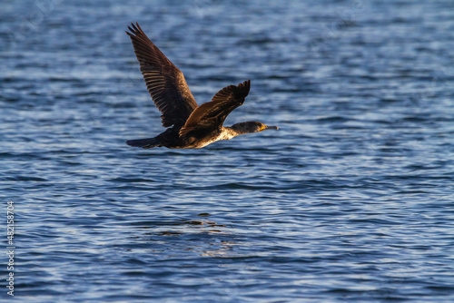 Great cormorant (Phalacrocorax carbo) flying over the waters of La Albufera lake in Valencia