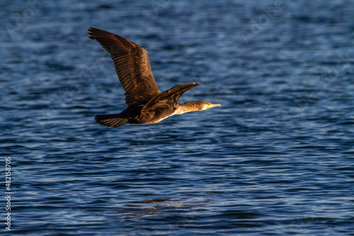 Great cormorant (Phalacrocorax carbo) flying over the waters of La Albufera lake in Valencia © Csar