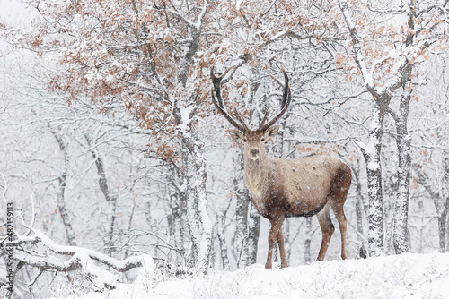 Winter photo of red deer, Cervus elaphus. Deer standing in a snowstorm. Trophy deer with antlers in natural habitat. Bulgaria wildlife photo.