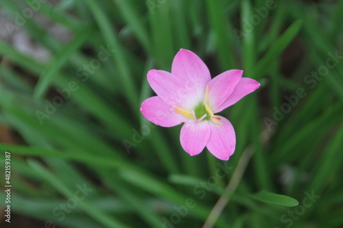 purple crocus flower