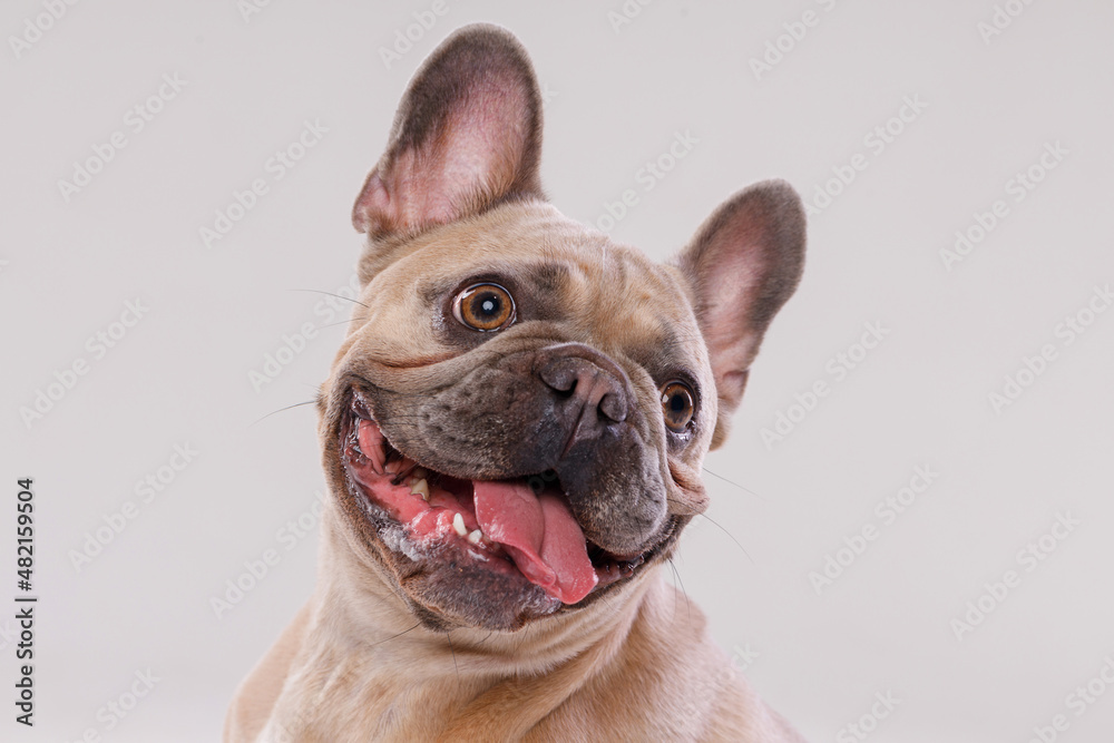 Portrait of adorable, happy dog of the French Bulldog breed. Cute smiling dog licking lips and asks for food. Free space for text. Gray background.