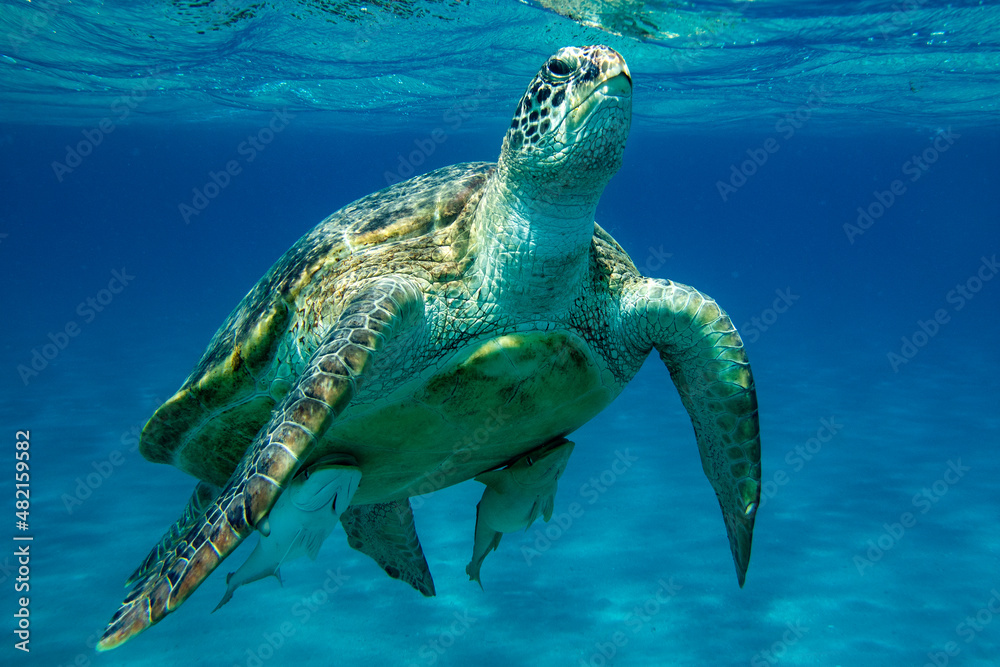 Obraz premium im roten Meer 