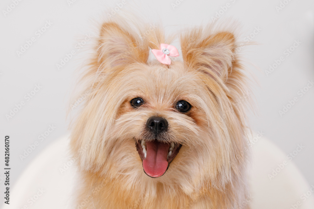 Portrait of cute puppy purebred golden yorkshire terrier sitting on a chair. Little smiling dog spitz on gray background. Free space for text.