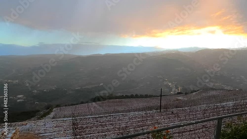 Light snow at the vineyard timelapse. Winter season
