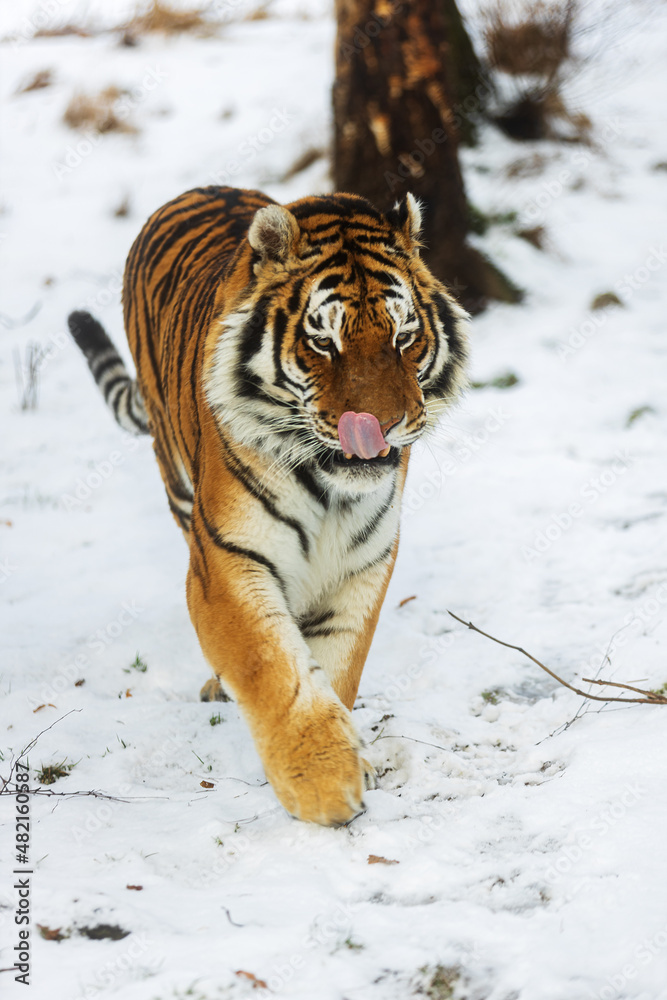 Obraz premium male Siberian tiger (Panthera tigris tigris) walking through the snow and licking his snout