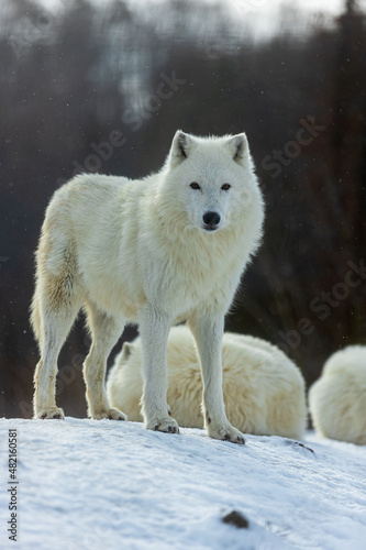 male Arctic wolf  Canis lupus arctos  posing in a winter landscape with snow
