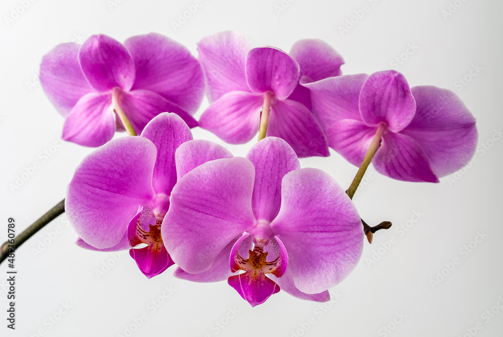 Obraz premium Orchid, light purple flower buds