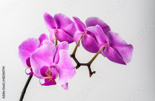 Orchid  light purple flower buds