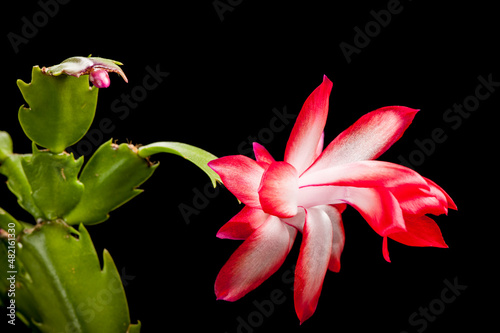 Christmas cactus macro dark_Schlumbergera photo